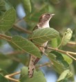 /album/photogallery/klaass-cuckoo-immature-a-regular-at-easy-time-jpg/